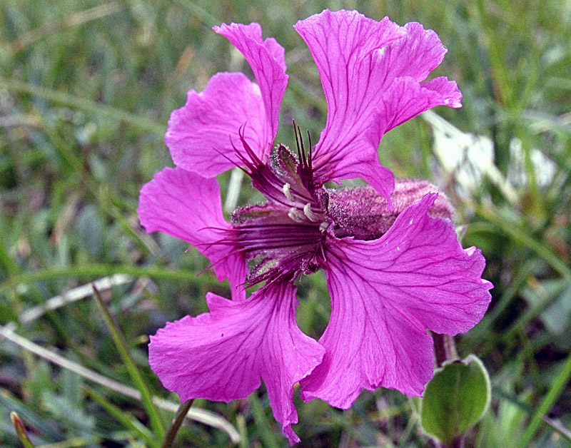 Silene elisabethae  / Silene di Elisabetta